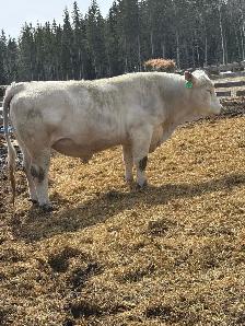 registered Charolais bull