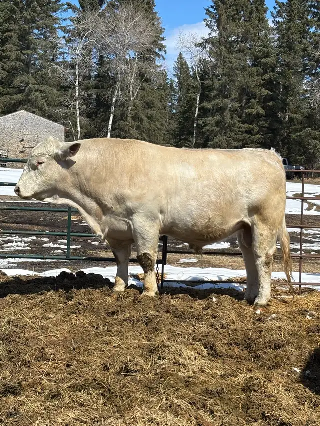 registered Charolais bull - Photo 2