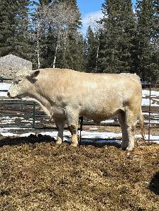 registered Charolais bull - Photo 2