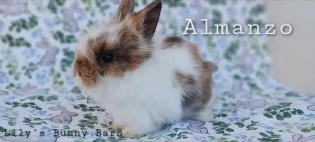 Adorable Lionhead-Lop Bunnies!