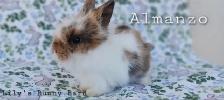 Adorable Lionhead-Lop Bunnies!