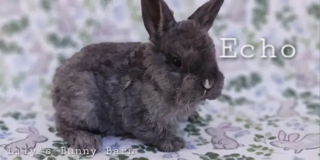 Adorable Lionhead-Lop Bunnies! - Photo 2
