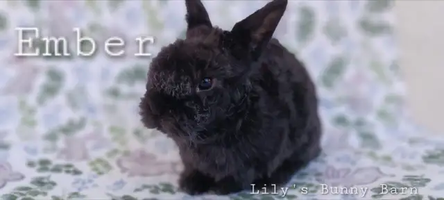 Adorable Lionhead-Lop Bunnies! - Photo 3