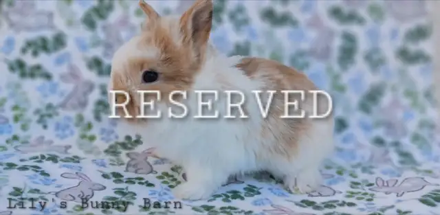 Adorable Lionhead-Lop Bunnies! - Photo 4
