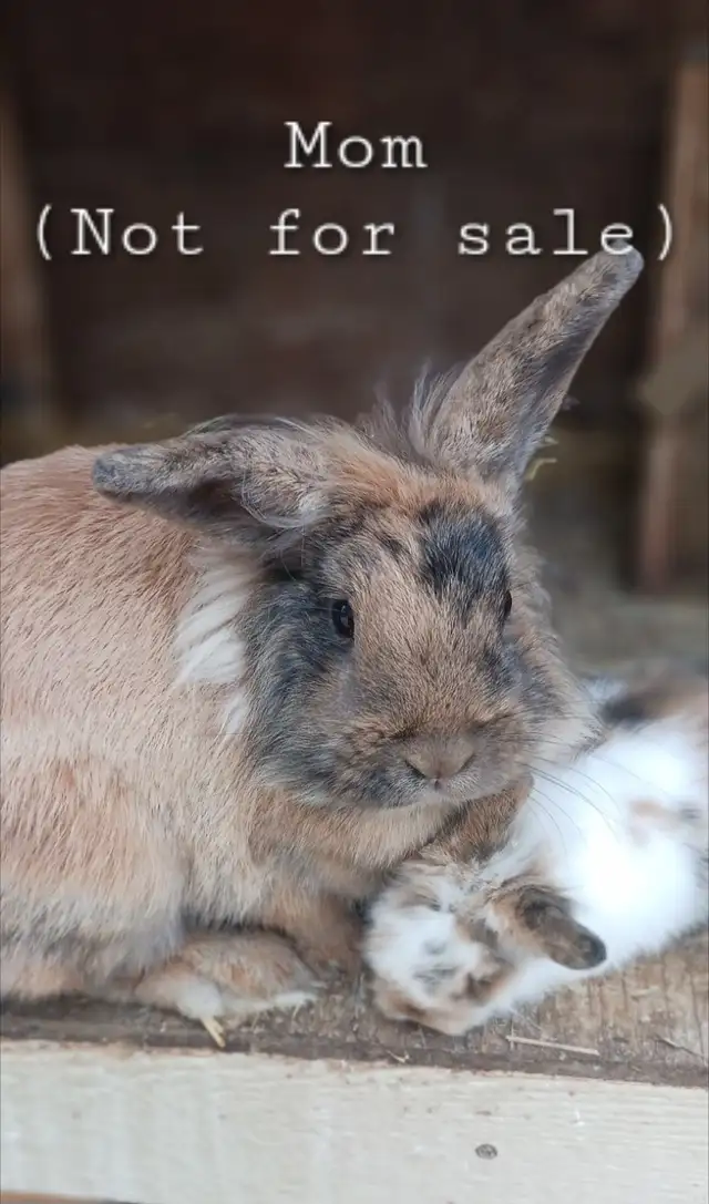 Adorable Lionhead-Lop Bunnies! - Photo 5