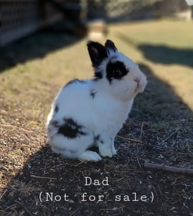 Adorable Lionhead-Lop Bunnies! - Photo 6
