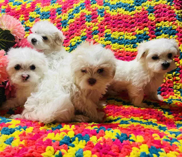 Maltipoo