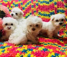 Maltipoo