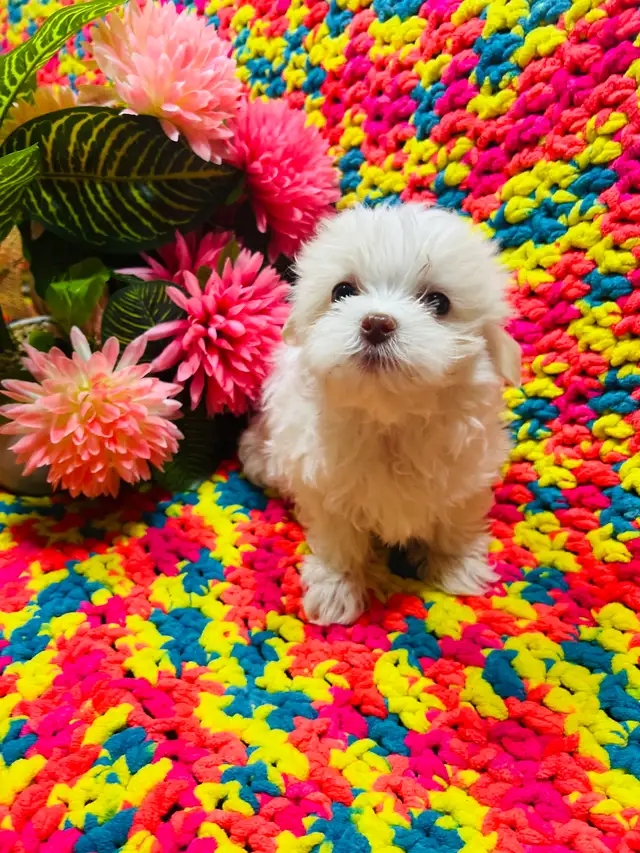 Maltipoo - Photo 2