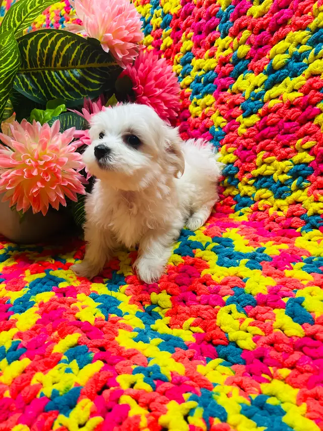 Maltipoo - Photo 3