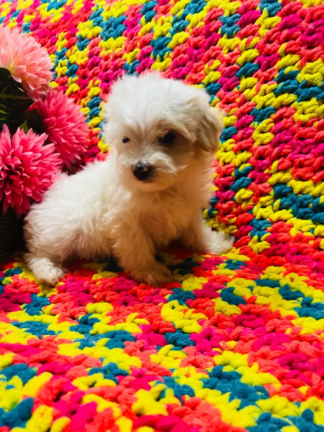Maltipoo - Photo 4