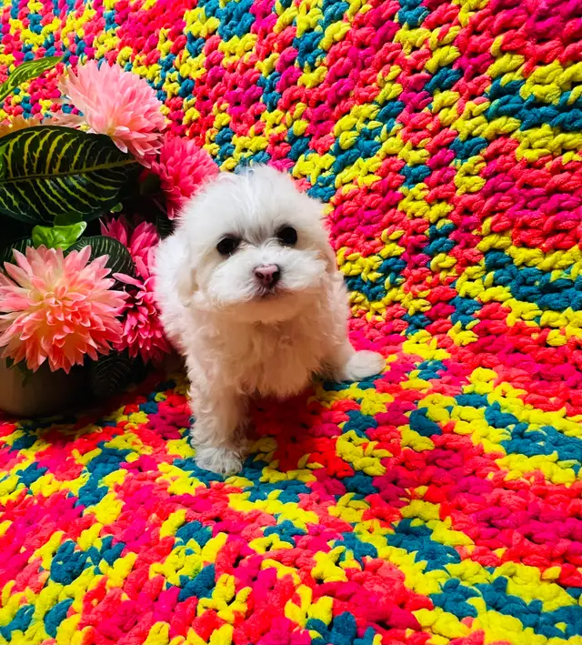 Maltipoo - Photo 5