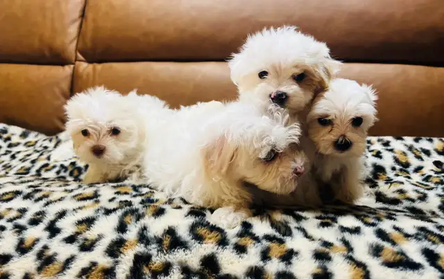 Maltipoo - Photo 6