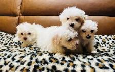 Maltipoo - Photo 6