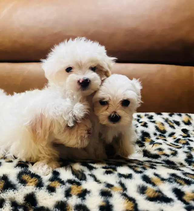 Maltipoo - Photo 7