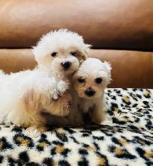Maltipoo - Photo 7