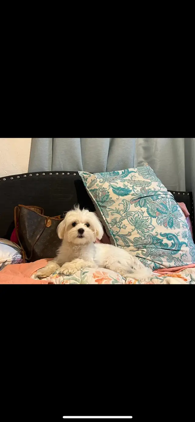 Maltipoo - Photo 8