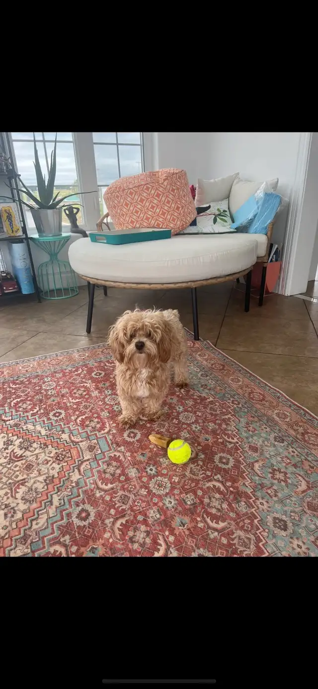 Maltipoo - Photo 9