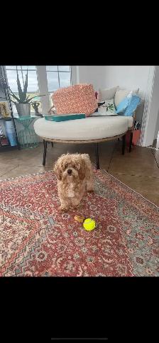Maltipoo - Photo 9