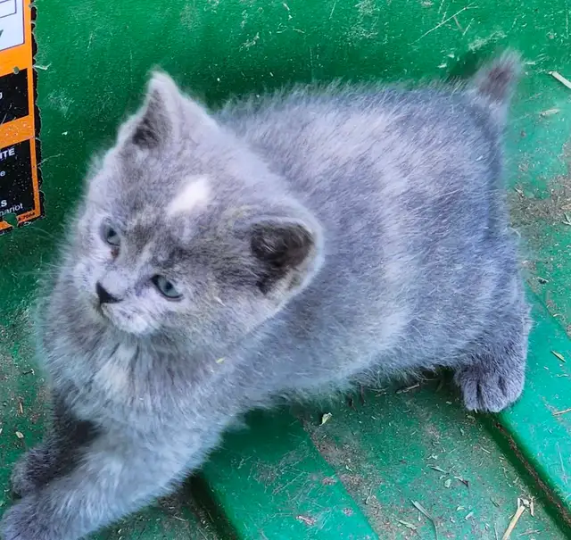 Adorable Kittens