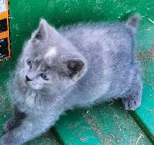 Adorable Kittens