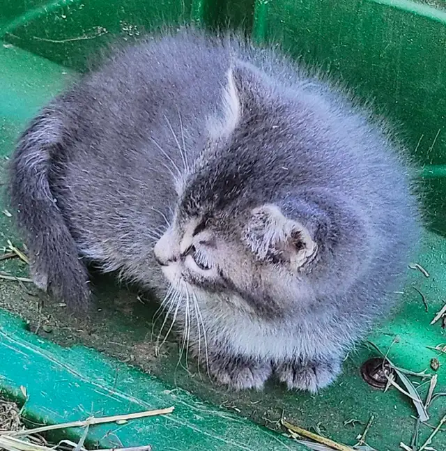 Adorable Kittens - Photo 2