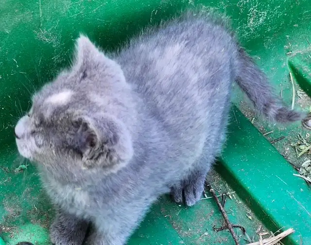 Adorable Kittens - Photo 3
