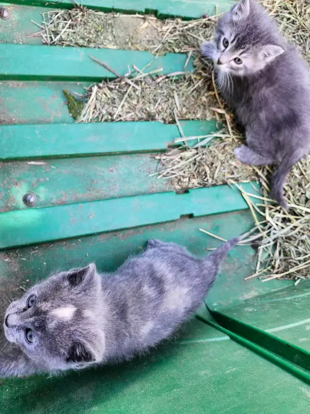 Adorable Kittens - Photo 4