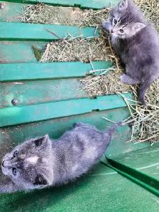 Adorable Kittens - Photo 4
