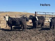 BRED HEIFERS