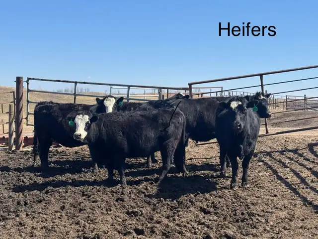 BRED HEIFERS - Photo 2