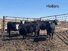 BRED HEIFERS - Photo 2