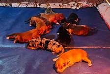 Beautiful Puppies Looking for Furever Home