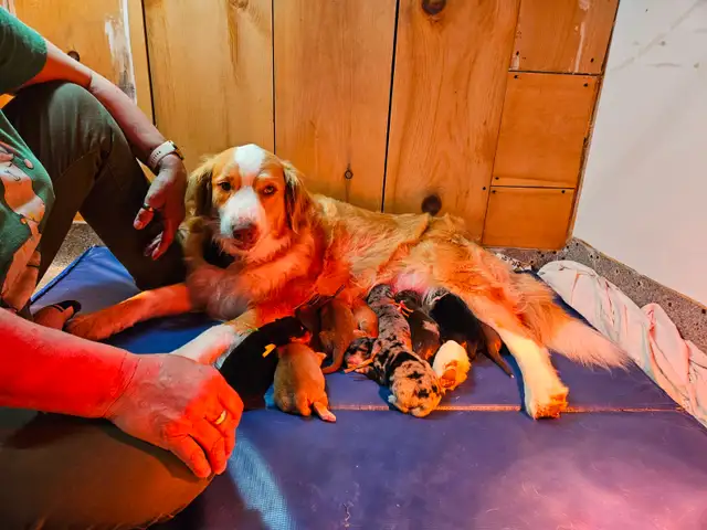Beautiful Puppies Looking for Furever Home - Photo 2