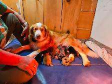 Beautiful Puppies Looking for Furever Home - Photo 2
