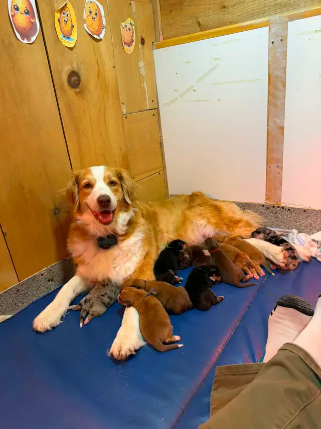 Beautiful Puppies Looking for Furever Home - Photo 3