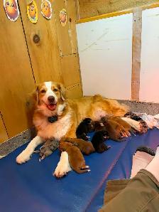 Beautiful Puppies Looking for Furever Home - Photo 3