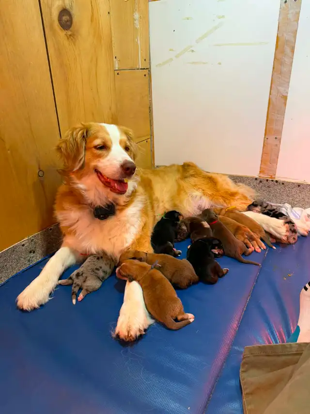 Beautiful Puppies Looking for Furever Home - Photo 4