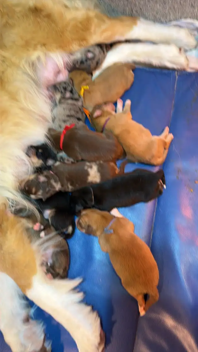 Beautiful Puppies Looking for Furever Home - Photo 5