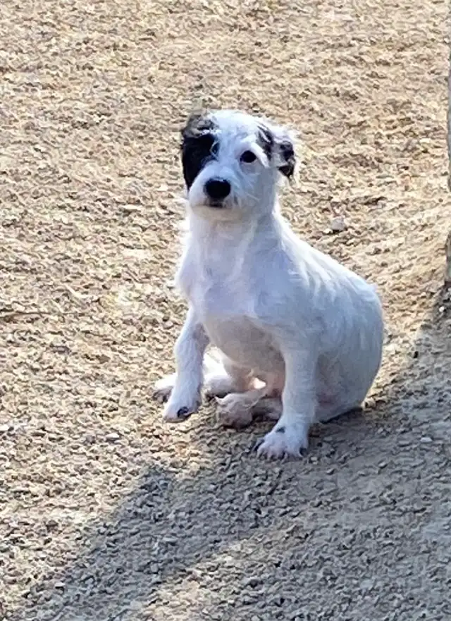 Chihuahua mix powder, Chinese Crested Powder Puff