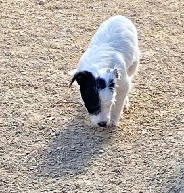 Chihuahua mix powder, Chinese Crested Powder Puff - Photo 2