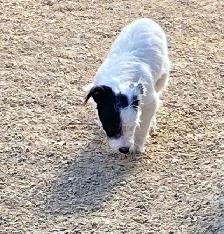 Chihuahua mix powder, Chinese Crested Powder Puff - Photo 2