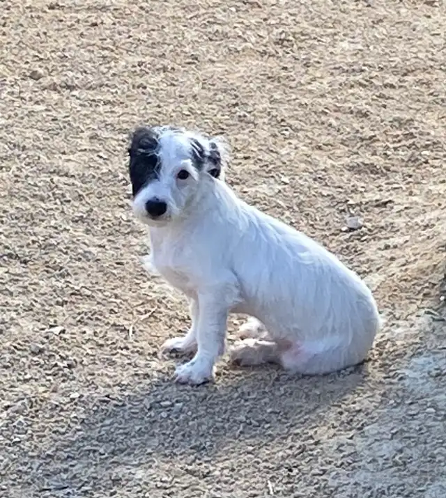 Chihuahua mix powder, Chinese Crested Powder Puff - Photo 4