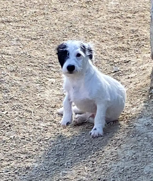 Chihuahua mix powder, Chinese Crested Powder Puff - Photo 5