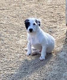 Chihuahua mix powder, Chinese Crested Powder Puff - Photo 5