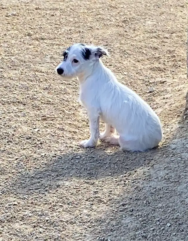 Chihuahua mix powder, Chinese Crested Powder Puff - Photo 6