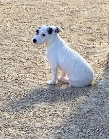Chihuahua mix powder, Chinese Crested Powder Puff - Photo 6