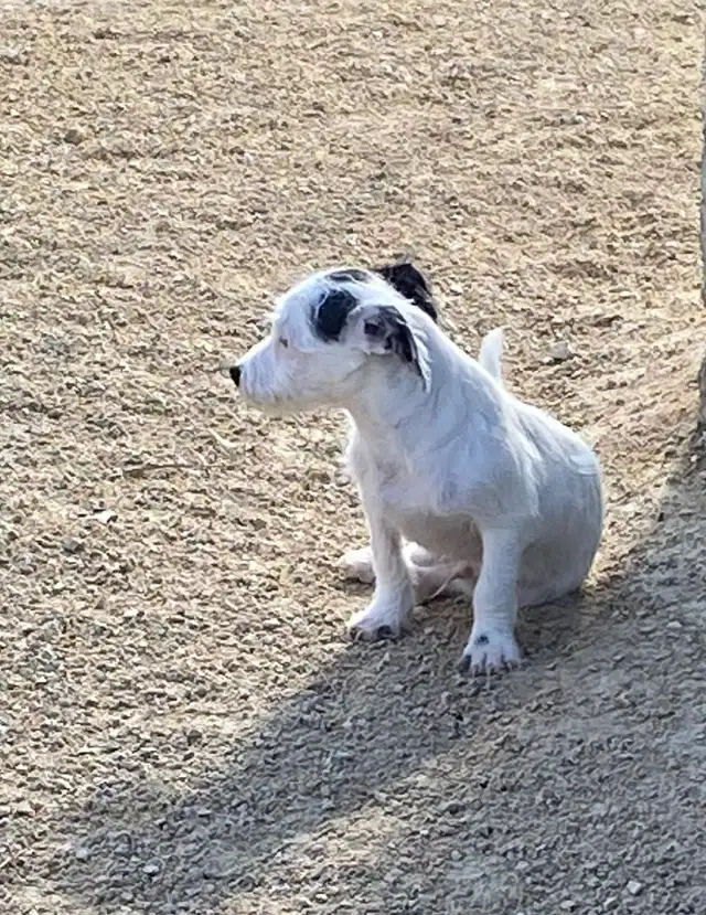 Chihuahua mix powder, Chinese Crested Powder Puff - Photo 7