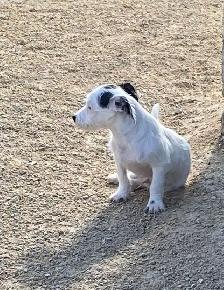 Chihuahua mix powder, Chinese Crested Powder Puff - Photo 7