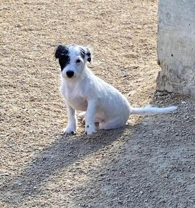 Chihuahua mix powder, Chinese Crested Powder Puff - Photo 8